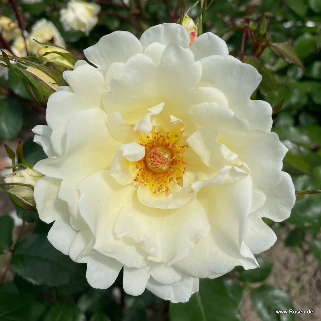 Rostliny - Růže Kordes 'Mentor-Rose' květináč 2 litry
