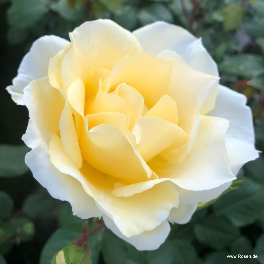 Růže Kordes 'Mentor-Rose' květináč 2 litry-0