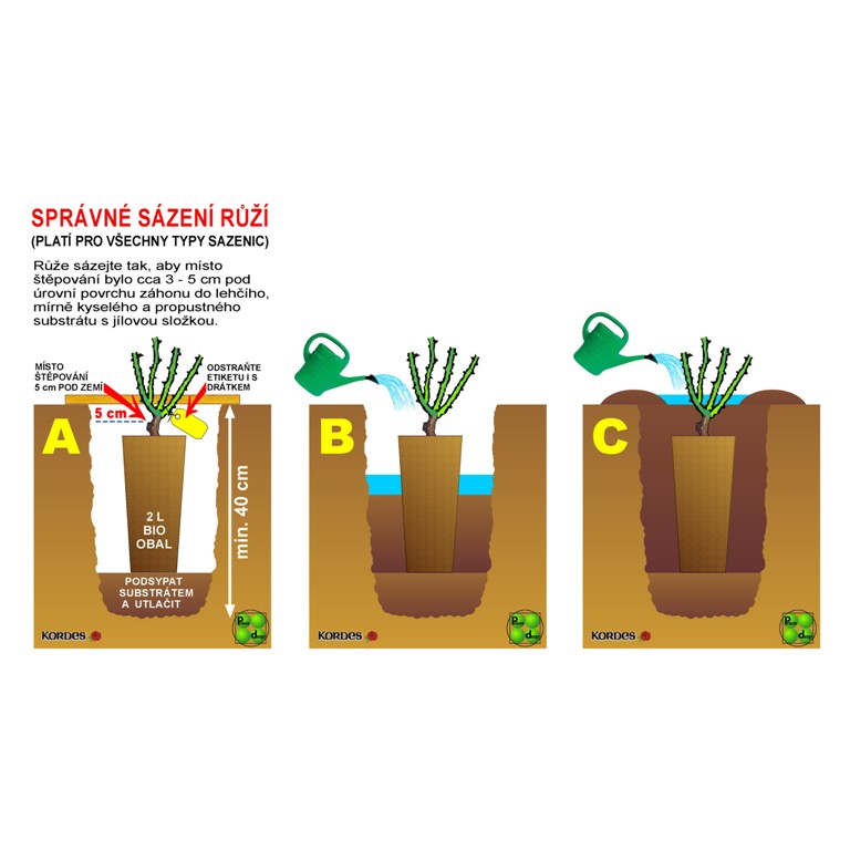 Růže Kordes Moonlight 5,5L kontejner-0