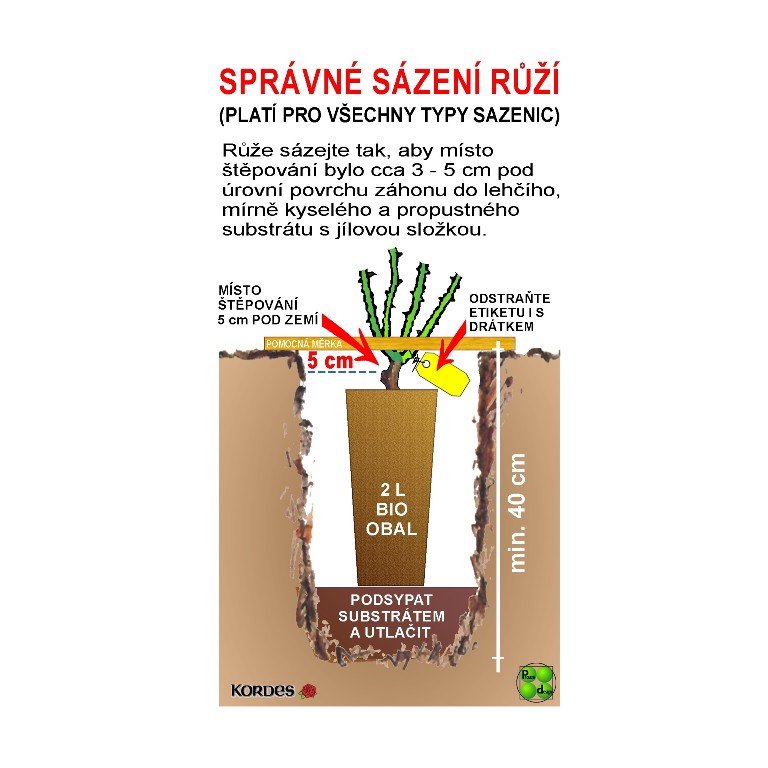 Růže Kordes Moonlight 5,5L kontejner-1