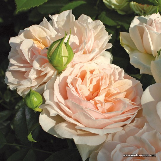 Rostliny - Růže Kordes Terrosa Garden of Roses 9 litrů