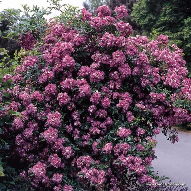 Rostliny - Růže Kordes 'Veilchenblau' 2 litry