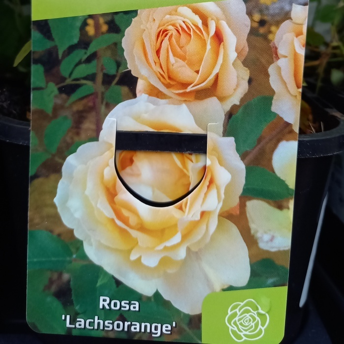 Rostliny - Růže 'Lachsorange' výška 20/30cm, květináč 1,4 litru