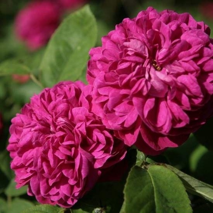 Rostliny - Růže Rose de Resht květináč 6 litrů