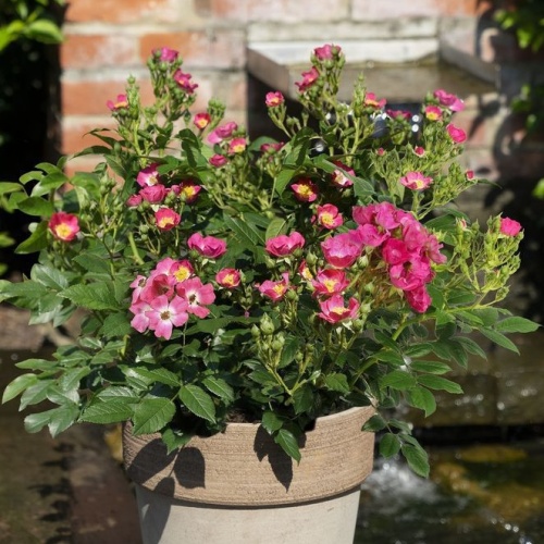 Rostliny - Růže 'Rosy Boom Mini' 6 litrů