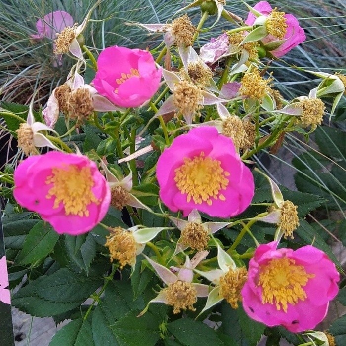 Rostliny - Růže Rosy Boom® Wildlife květináč 6 litrů