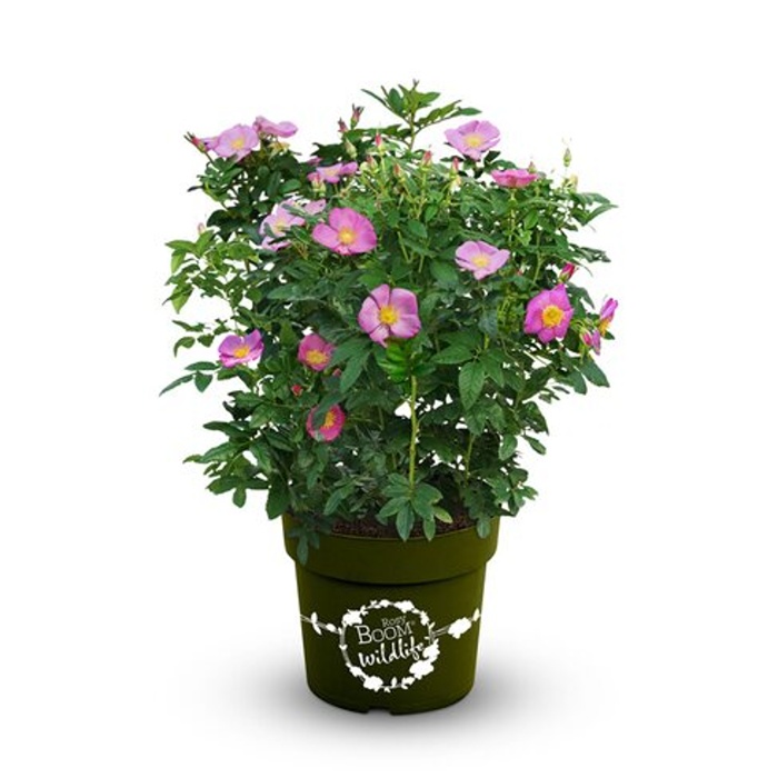 Růže Rosy Boom® Wildlife květináč 6 litrů-0