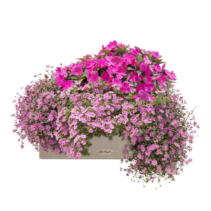 Osázené truhlíky - Růžový panter Lechuza Stone