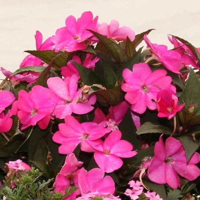 Růžový panter Lechuza Stone-2