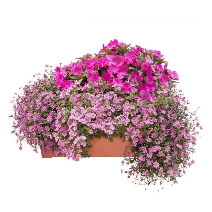 Osázené truhlíky - Růžový panter