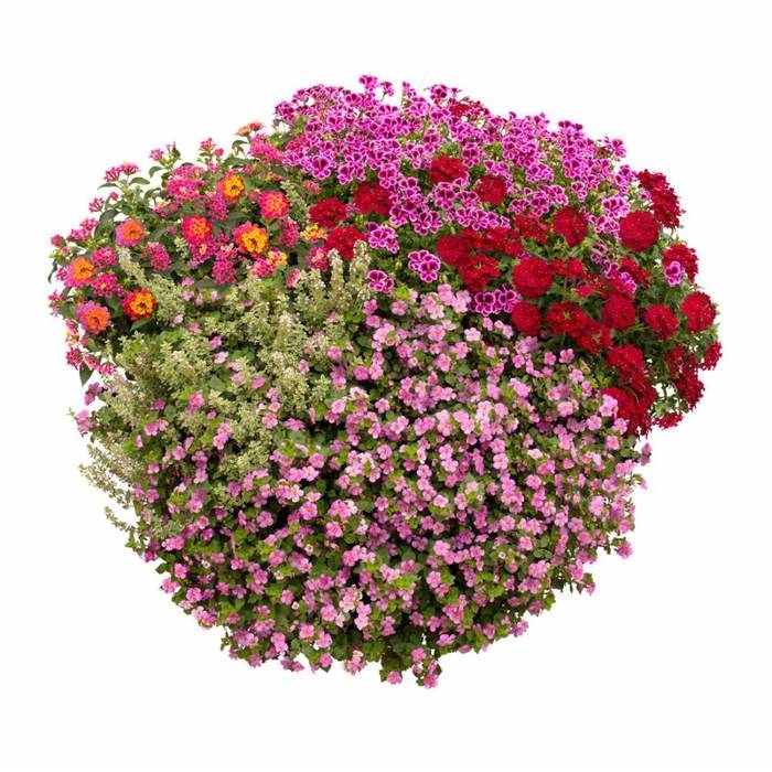 Osázené truhlíky - Růžový vodopád