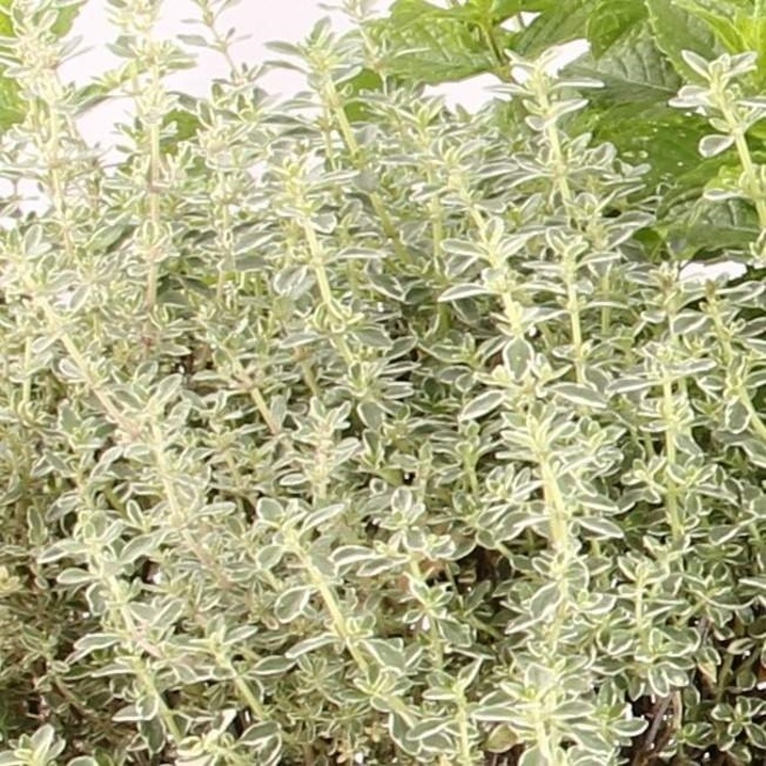 Růžový vodopád-1