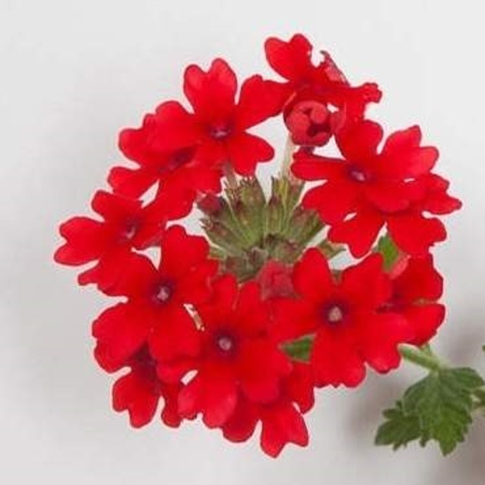 Růžový vodopád-3