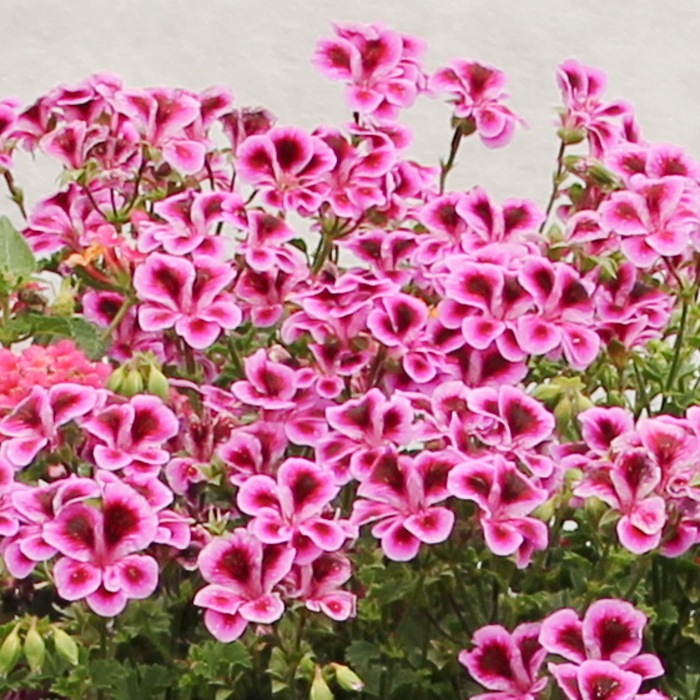 Růžový vodopád-4