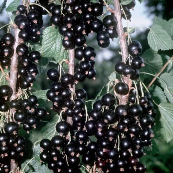 Rostliny - Rybíz černý Titania 2,25 litru, keř