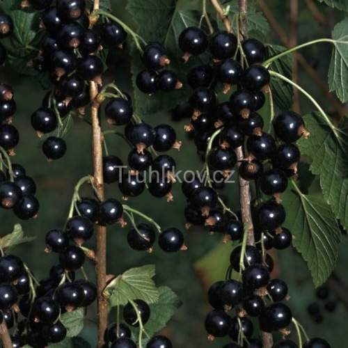 Rostliny - Rybíz černý 'Triton' květináč 5 litrů, kmínek 60cm, černý