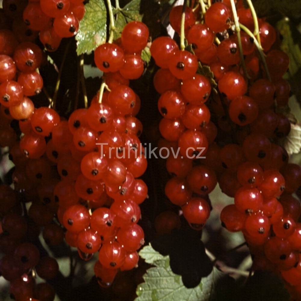 Rostliny - Rybíz červený 'Rovada' prostokořenné, kmínek 60/80cm, červený