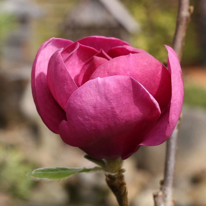 Rostliny - Šácholan Black Tulip květináč 10 litrů