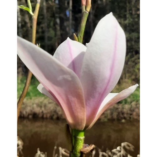 Rostliny - Šácholan 'Heaven Scent' obvod 14/16, 90 litrů