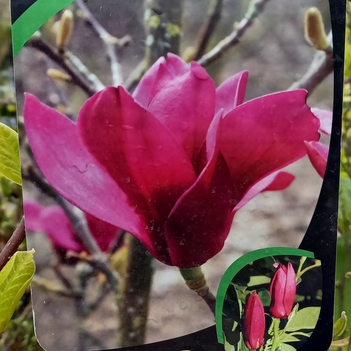 Rostliny - Šácholan 'Pink Pyramid' výška 150/175cm, květináč 45 litrů