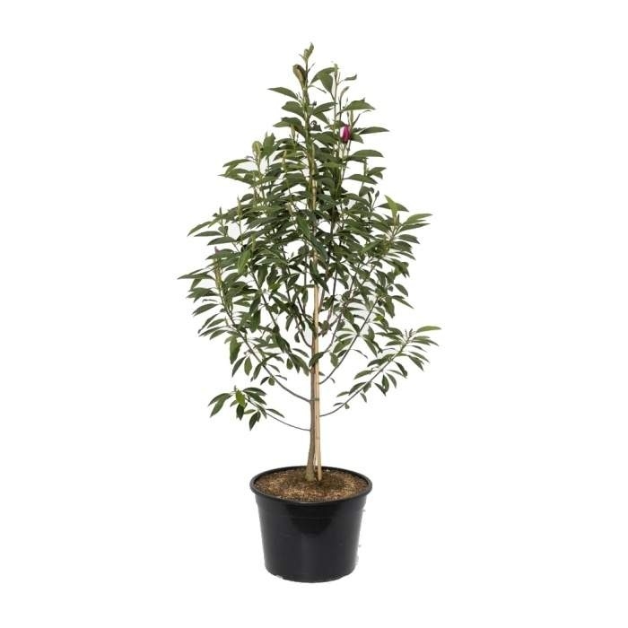 Šácholan 'Pink Pyramid' výška 150/175cm, květináč 45 litrů-1