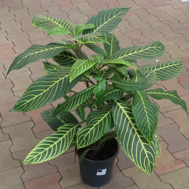 Pokojové rostliny okrasné listem - Sanchezia květináč 19cm