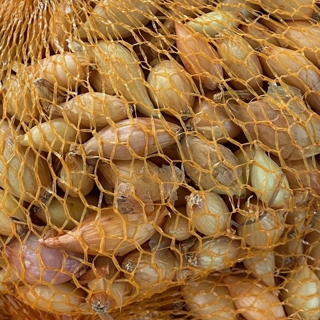 Sadba česneku a cibule - Sazečka Štutgart balení 500g