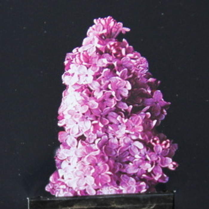 Rostliny - Šeřík křížený Bloomerang 'Dark Purple' obvod kmínku 5/6, květináč 18 litrů