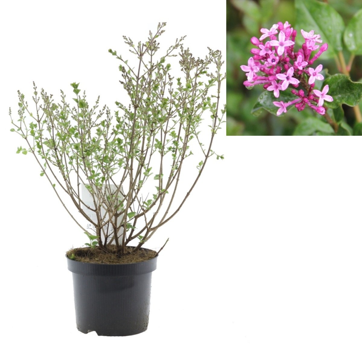 Rostliny - Šeřík Meyerův Palibin květináč 2,5 litru, výška 20/30cm, keř