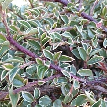 Rostliny - Skalník vodorovný Variegatus květináč 2,5 litru, výška 25/30cm, keř