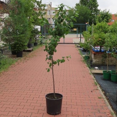 Rostliny - Slivoň 'Herman' květináč 7,5 litru, čtvrtkmen, SAMOSPRAŠNÁ