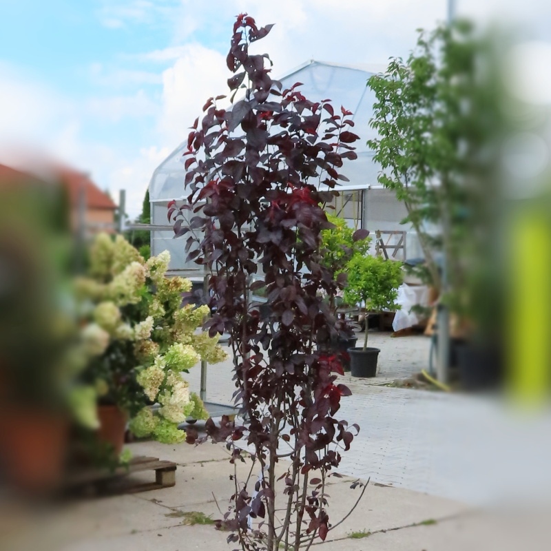 Rostliny - Slivoň myrobalán Pissardii Nigra květináč 12 litrů, výška 150/175cm, keř