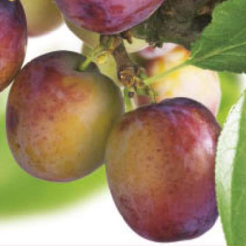 Rostliny - Slivoň 'Opál' 7,5 litru, samosprašná