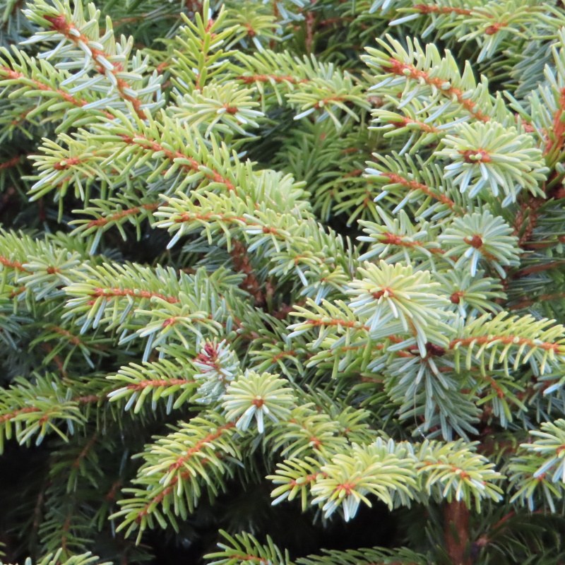 Smrk Pančičův 'Nana' květináč 15 litrů, výška 90/100cm, keř-0