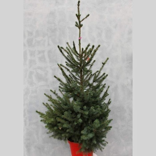 Vzrůstné jehličnany - Smrk Pančičův výška 80/100cm, 12 litrů