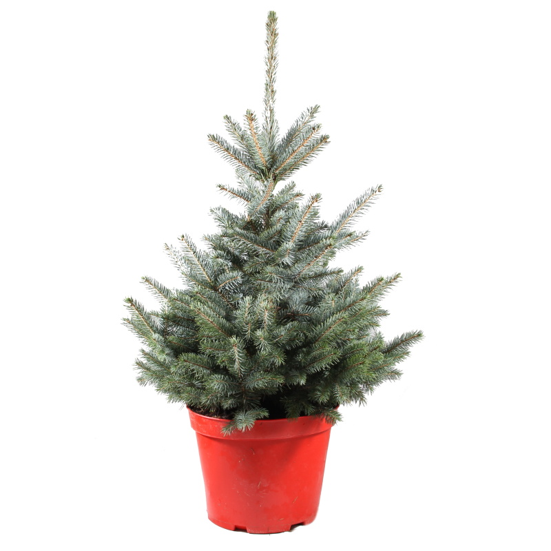 Vzrůstné jehličnany - Smrk pichlavý Super Blue Seedling výška 60/80cm, květináč 10 litrů