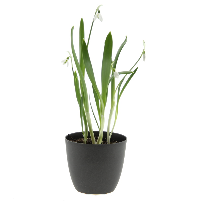 Rychlené cibuloviny - Sněženka podsněžník 9cm