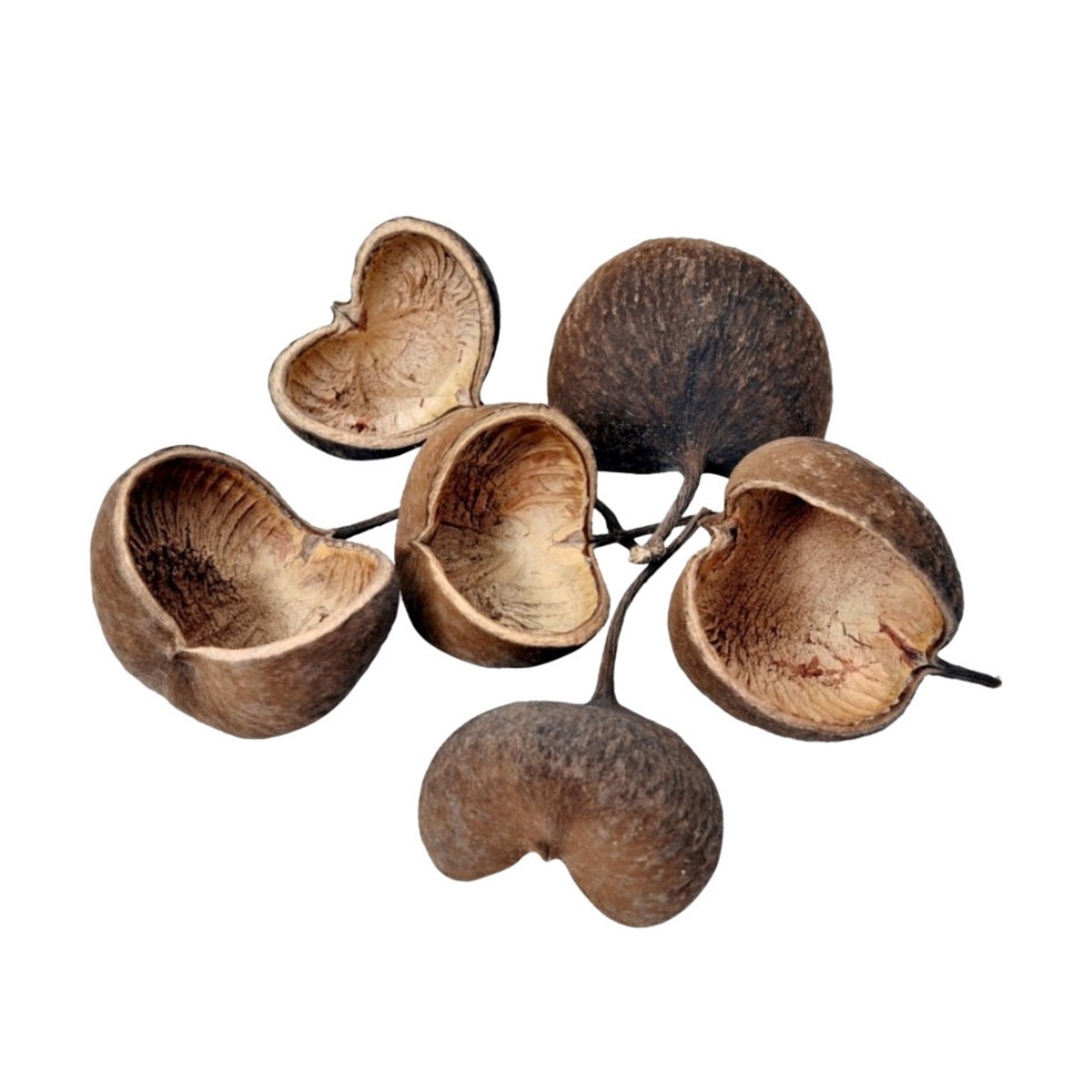 Přízdoby - Sušina Buddha Nut Medium hnědá 1ks