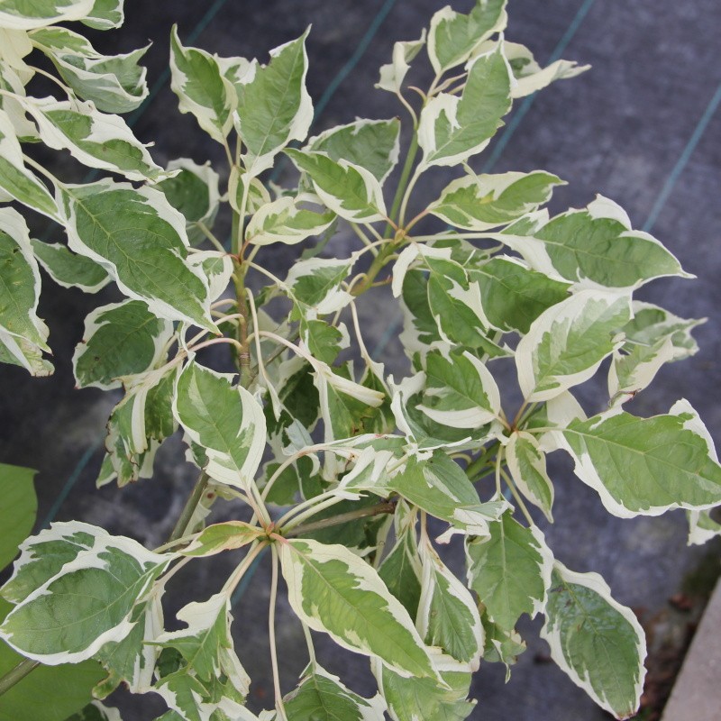 Keře okrasné listem - Svída sporná 'Variegata' květináč 10 litrů, výška 30/50cm, keř