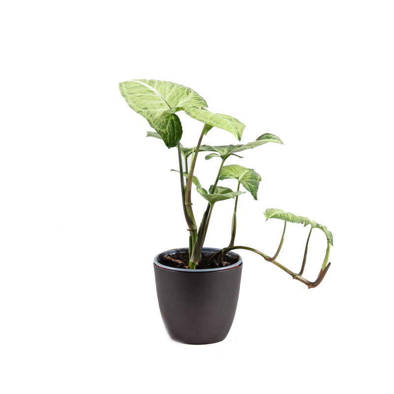 Pokojové rostliny okrasné listem - Syngonium mix květináč 12cm