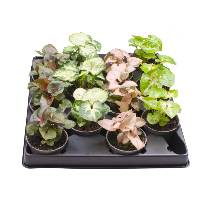 Pokojové rostliny okrasné listem - Syngonium mix květináč 6cm
