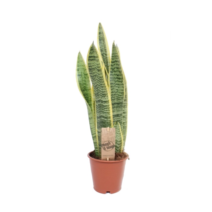 Pokojové rostliny okrasné listem - Tenura Laurentova, tchýnin jazyk květináč 12cm