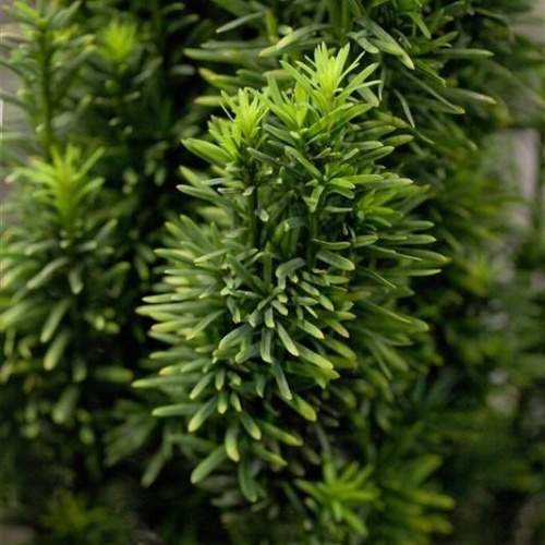 Vzrůstné jehličnany - Tis červený 'Fastigiata Robusta' výška 60/80cm, 7,5 litru