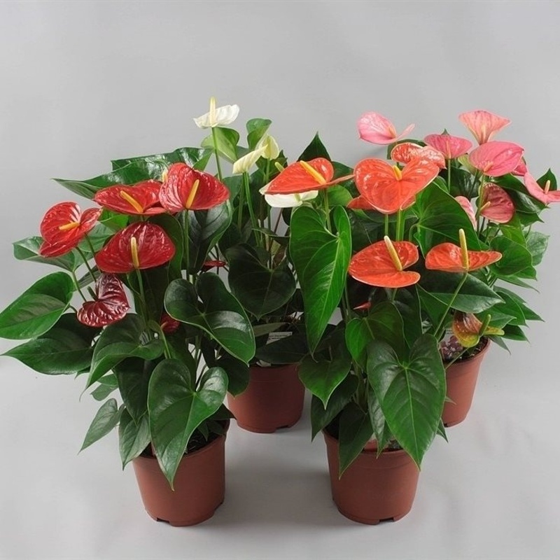 Toulitka MIX květináč 14cm,  4+ květů-0