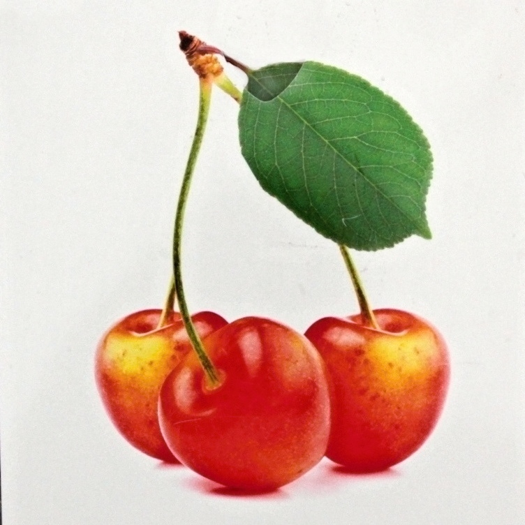 Rostliny - Třešeň 'Napoleonova' květináč 6 litrů, výška 150/175cm, CIZOSPRAŠNÁ
