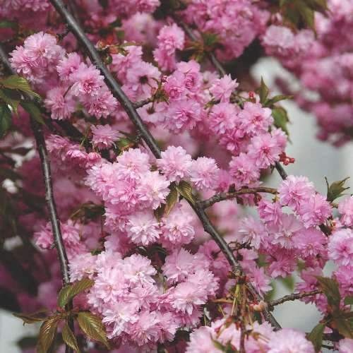 Rostliny - Třešeň pilovitá Kiku-shidare-sakura kmínek 180cm, 20 litrů