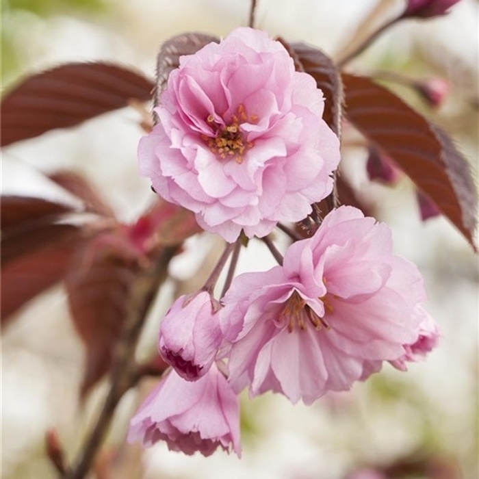 Rostliny - Třešeň pilovitá Royal Burgundy výška 100/125cm, květináč 10 litrů, sakura
