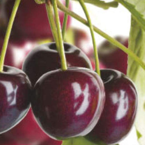 Rostliny - Třešeň 'Regina' 7,5 litru, cizosprašná chrupka