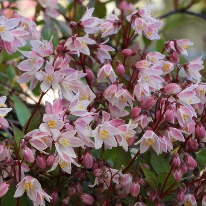 Rostliny - Trojpuk růžový 'Yuki Cherry Blossom' výška 30/40cm, květináč 4 litry