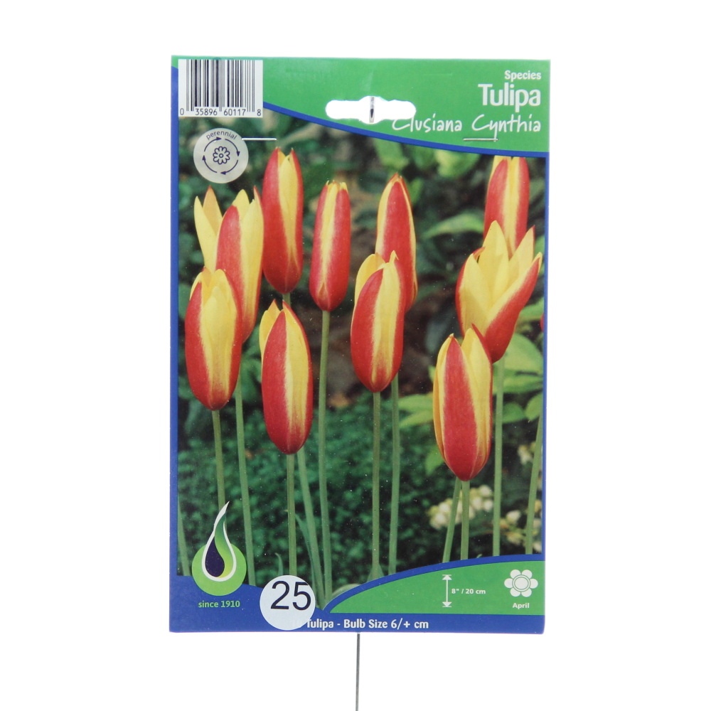 Rostliny - Tulipán 'Clusiana Cynthia' 25ks